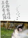 养犬有风险，爱狗需谨慎