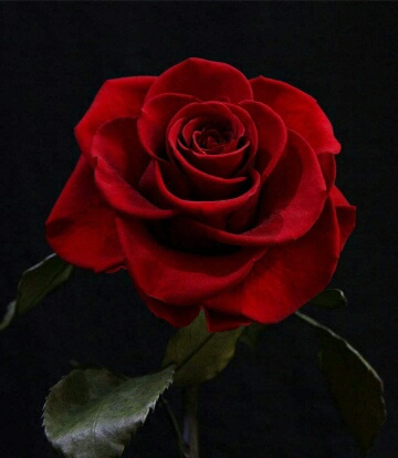 掌心里的暗红色玫瑰作品封面