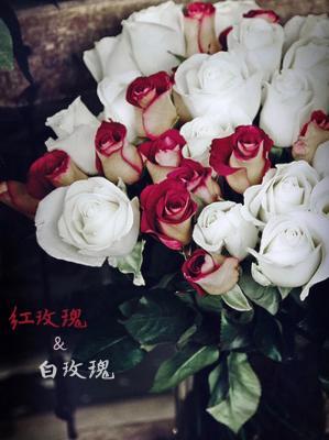 红玫瑰与白玫瑰作品封面