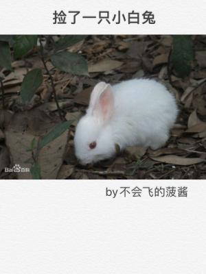 捡了一只小白兔作品封面