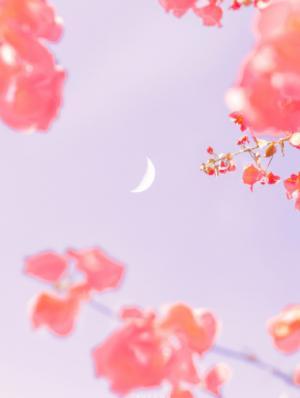 狸花猫捉了一颗星