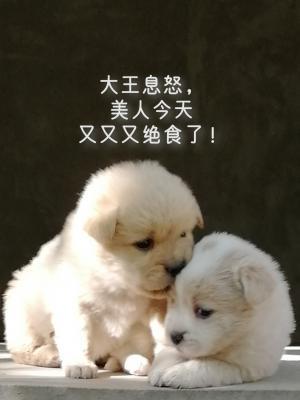大王息怒，美人今天又又又绝食了