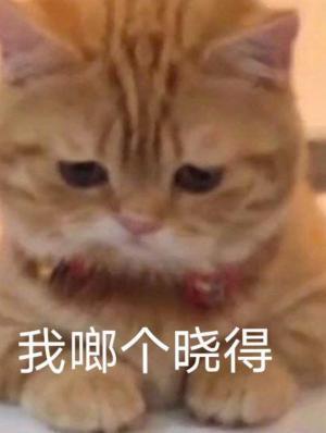 主人的猫作品封面