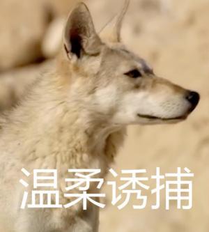 温柔诱捕（狼人ABO）