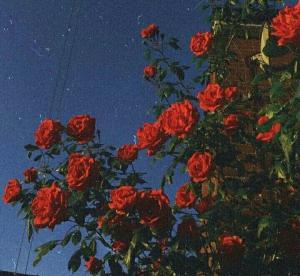 玫瑰花季作品封面