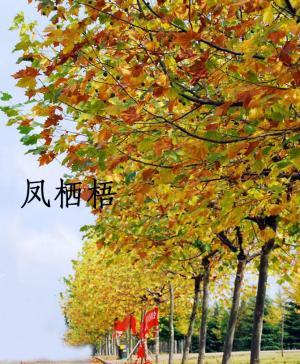 凤栖梧