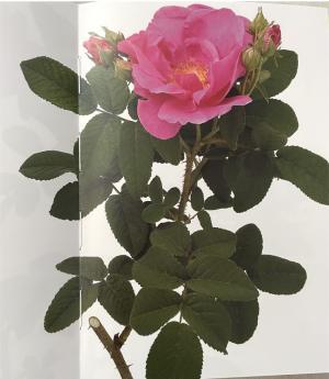 芙蕾雅玫瑰作品封面
