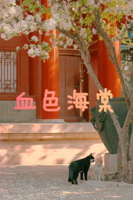 血色海棠