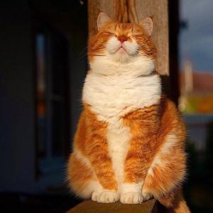 重生宜修不爱大橘猫_浅尝一口年糕著_长佩文学网