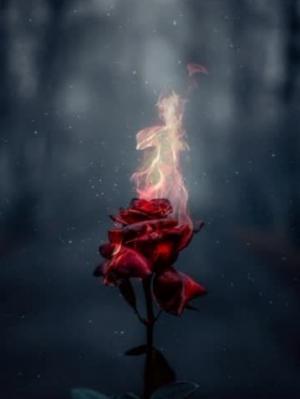 烈火与玫瑰作品封面