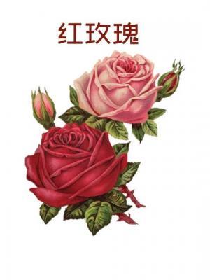 红玫瑰作品封面