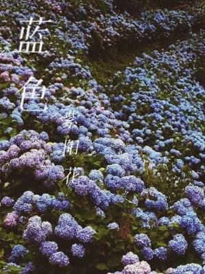 蓝色紫阳花作品封面