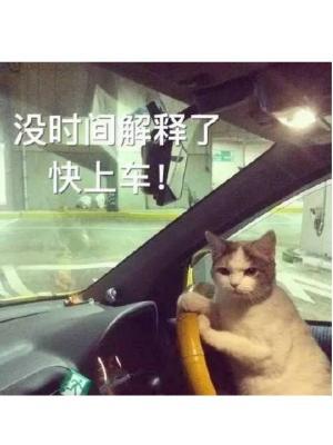 猫猫car作品封面