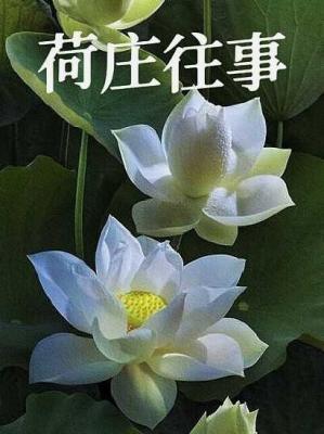 荷庄往事