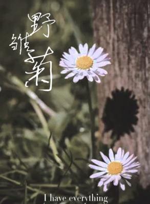 野雏菊作品封面