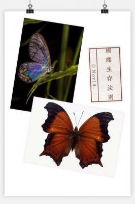 蝴蝶生存法则作品封面