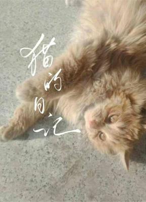 猫的日记