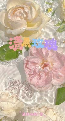 清晨玫瑰
