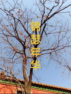 锦瑟年华