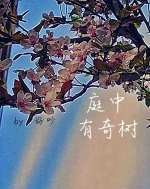 庭中有奇树