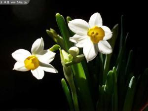 水仙花