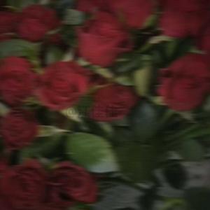 玫瑰林·忆——磁带作品封面